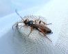 Ichneumon sarcitorius